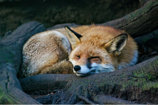 fox