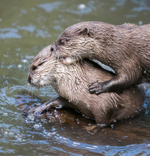 otters